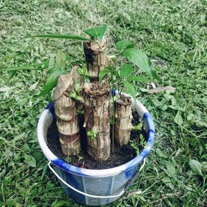 Brazalian Lucky Wood Plant