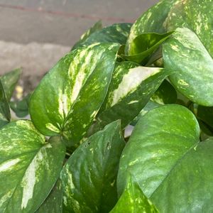 Golden Pothos (Also known as Money Plant)