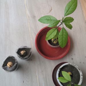 Avacado Plant