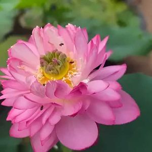 Amery Peony Lotus Tuber