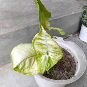 Air Purifying Mix Plants