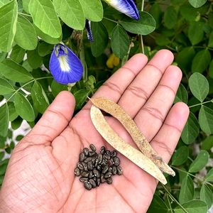 Blue🔷 Aparajita Flower Seeds