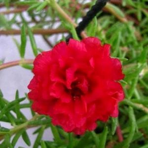 Portulaca Plants Multi Colour