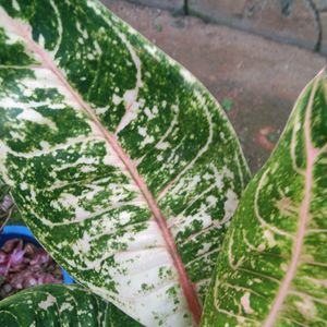 Aglaonema 3 Types Of Live Plant