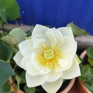 Combo Aquatic Plants Lotus Tuber .