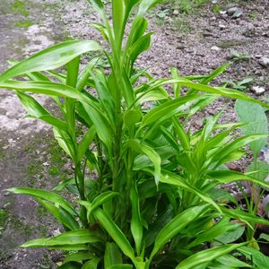 Lucky Bamboo Bush