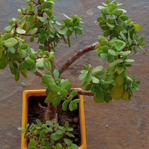 BONSAI KUBERAKSHI PLANTS