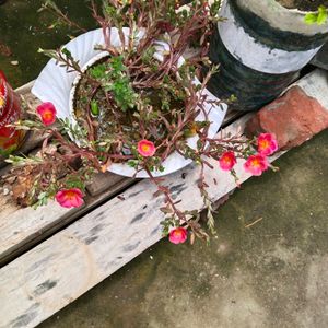 Portulaca Plant Cutting -Dark Peach Colour