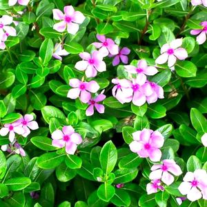 Madagascar Periwinkle