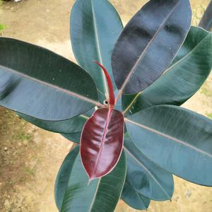 Rubber Plant (indoor & outdoor)