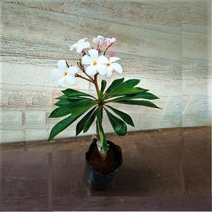 Dwarf Singaporian Naag Champa Plant With Pot