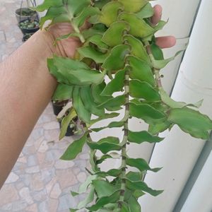 Basket Plant Cuttings- Hanging