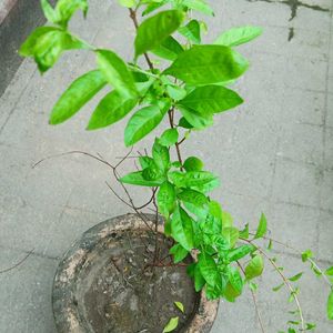 Mehendi Tree