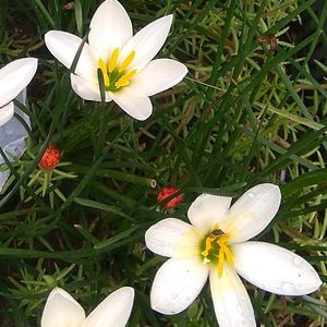 White Rain Lily