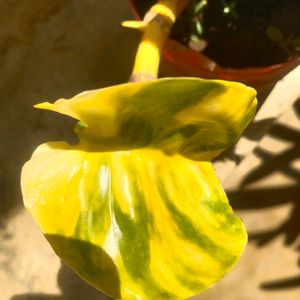 Lemon Meringue  Phothos Rare Money Plant Big Leaf