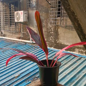 Varigated Cordyline Fruticosa Plant Well Rooted