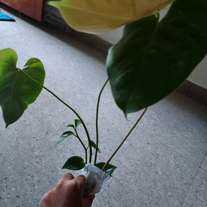 Anthurium Plant