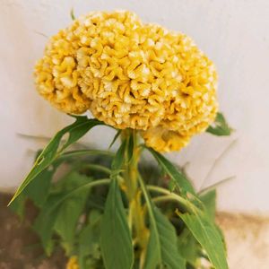 Beautiful Flowering Seeds @ Wholesale Price