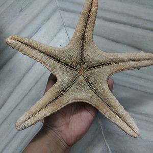 Dried Real Starfish From Kanyakumari.