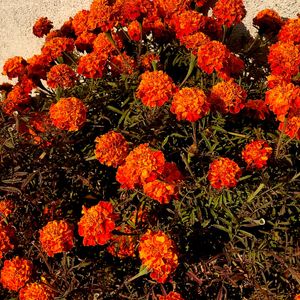 Flower Marigold Red And Orange Colour ( Seeds )