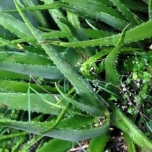 Aloe Vera Leaf 60 Coins Or Rs10