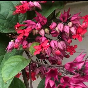 Pink Bleeding Heart Plant