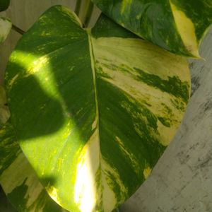 Lemon Meringue  Phothos Rare Money Plant Big Leaf