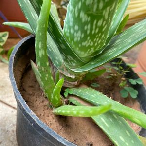 Baby Aloe Vera Plant