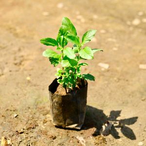 Tulsi Plant, Rama Holy Basil