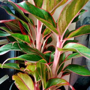 Aglonmema Plant Live