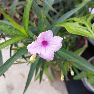 Pink Ruellia tuberosa flower or popping pod bloom