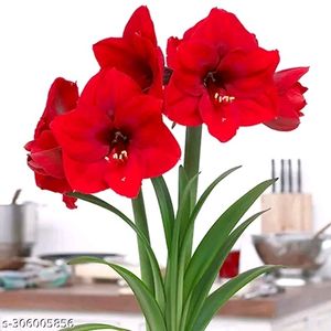 Classic Red Lily Flower Plant