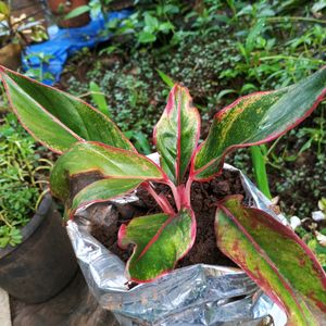 Aglaonema Plant