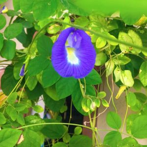 Butterfly Pea Seeds (Aparajitha)