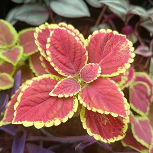 Coleus , Wandering Jew,Money, Cordyline Fruticosa