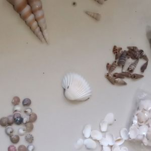 Sea Shells And Accessories