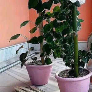 Natural Bamboo Stick For Plant Support