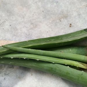 Aloe Vera Leaves