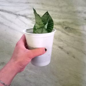 Dwarf Snake Plant In White Plastic Glass