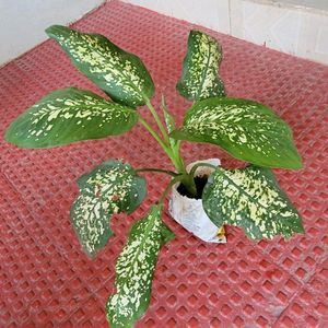 Evergreen Money &.Dieffenbachia Seguine Plant &Pot