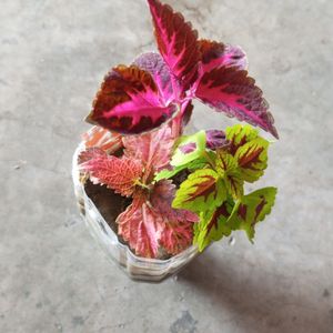 3 Shades Coleus Plant