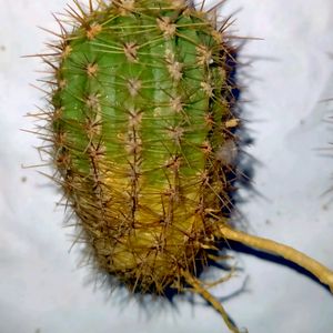 Echinopsis Purple White