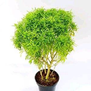 Aralia With Pot