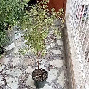 Tulsi Plant