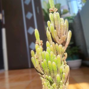 Live Fairy Castle Cactus Plant