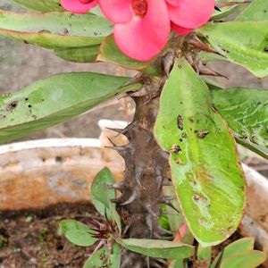 Crown Of Thorns And Portulaca Plant