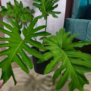 Philodendron Sellum