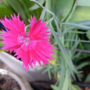 Dianthus Pink Flower Plant