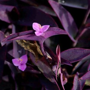 Purple Heart Plant