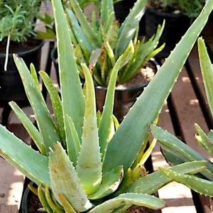 Healthy Aloevera Plant 🌵